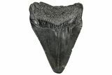 Fossil Megalodon Tooth - South Carolina #297487-1